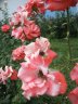 KyivBotanicGardens.jpg - 